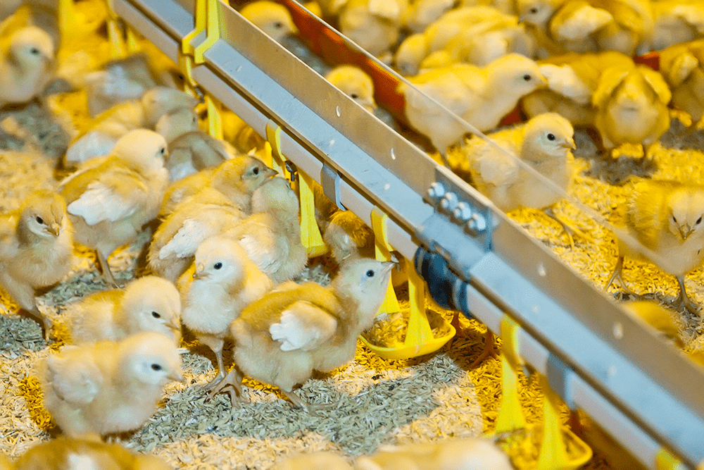 Как выращивать цыплят на ферме — Полезная информация