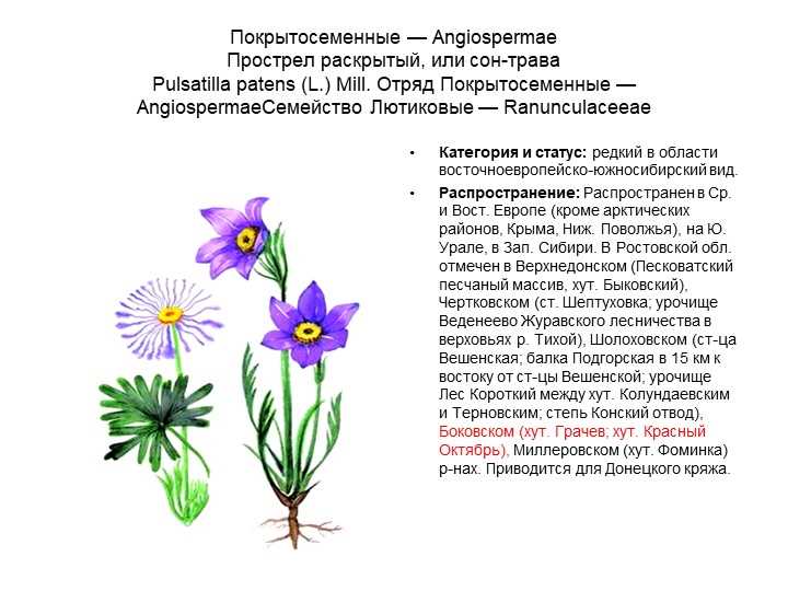 Исследования влияния промышленного развития на сибирские растения