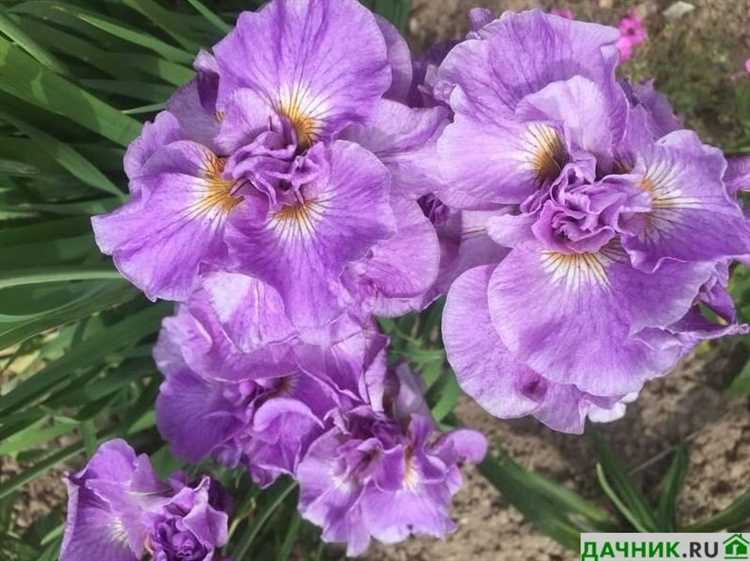 Популярные виды сибирских цветов для культивации