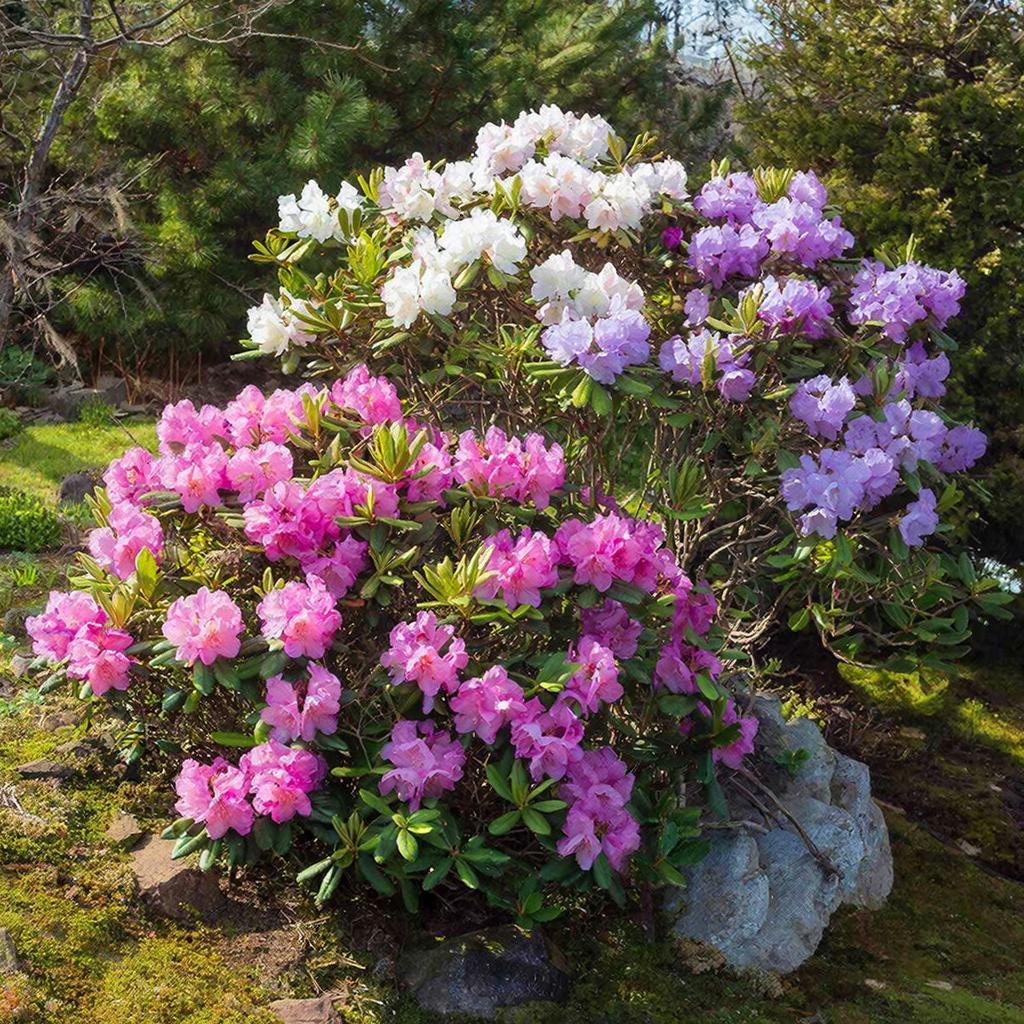 Симфония северного сада: Как мы приручили морозостойких аристократов — рододендроны и азалии